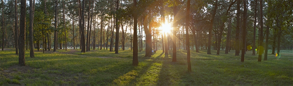 Fotolia_219631751_M Wald